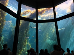 Aquarium Monterey