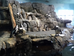 Aquarium Monterey