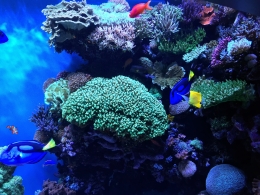 Aquarium Monterey