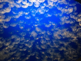 Aquarium Monterey