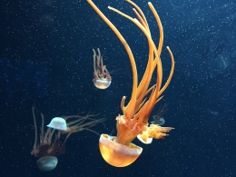 Aquarium Monterey