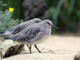 Aquarium Monterey