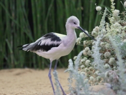 Aquarium Monterey
