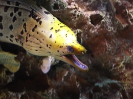 Aquarium Monterey