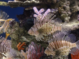 Aquarium Monterey
