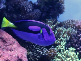 Aquarium Monterey