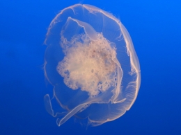 Aquarium Monterey