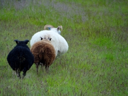 Moutons pas sectaires