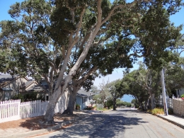 Pacific Grove