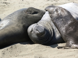 Piedras Blancas Colony