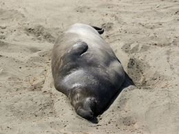 Piedras Blancas Colony