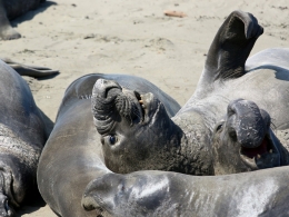 Piedras Blancas Colony