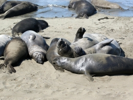 Piedras Blancas Colony