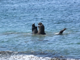 Piedras Blancas Colony