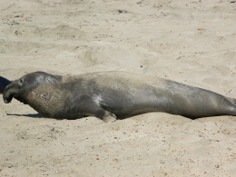 Piedras Blancas Colony