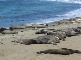 Piedras Blancas Colony
