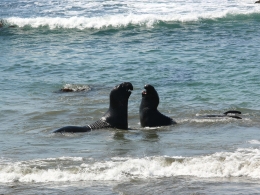 Piedras Blancas Colony