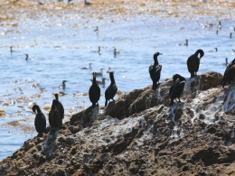 Point Lobos