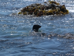 Point Lobos