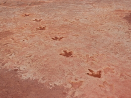 Dinosaur Tracks