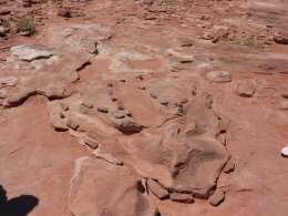 Dinosaur Tracks