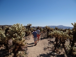 Joshua Tree National Park