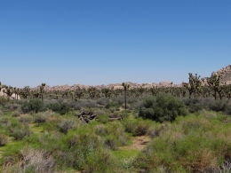 Joshua Tree National Park