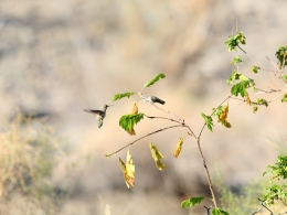 Colibris