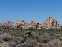 Joshua Tree National Park