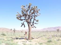 Joshua Tree National Park