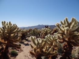 Joshua Tree National Park