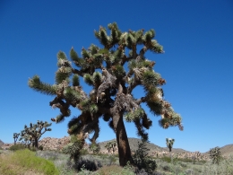 Joshua Tree National Park