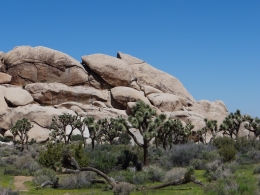Joshua Tree National Park