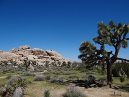 Joshua Tree National Park