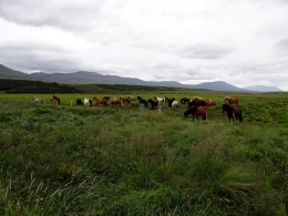 Chevaux islandais