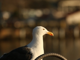 Goéland