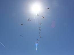 Pélicans