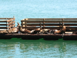 Otaries