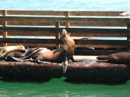 Otaries
