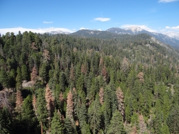 Sequoia Park