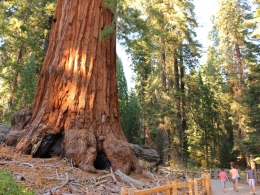 Sequoia Park
