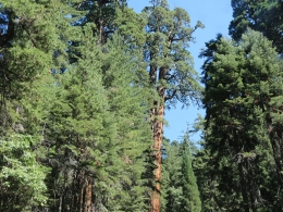Sequoia Park