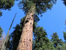 Sequoia Park