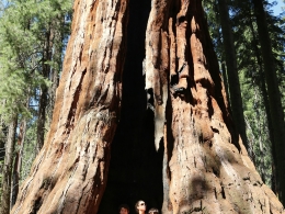 Sequoia Park
