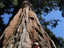 Sequoia Park