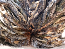 Sequoia Park