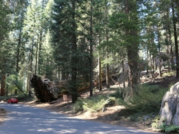 Sequoia Park