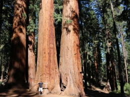 Sequoia Park