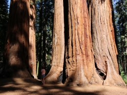 Sequoia Park
