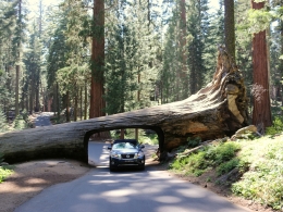 Sequoia Park